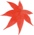 maple_4